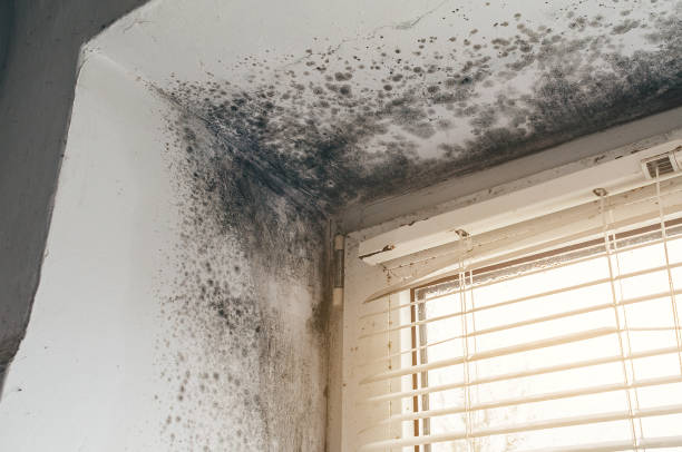Affordable Basement Mold Removal solutions in Clifton, TN