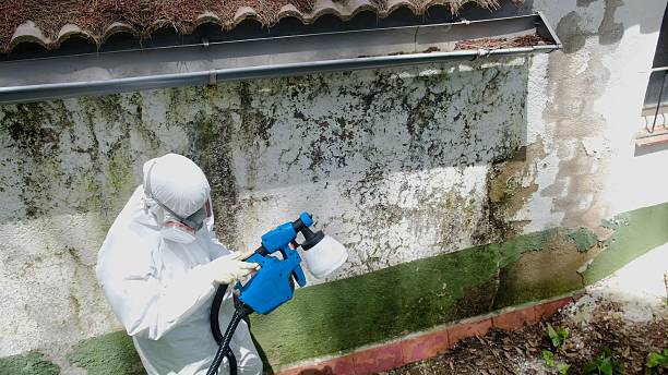 Top rated local Basement Mold Removal specialists in Clifton, TN